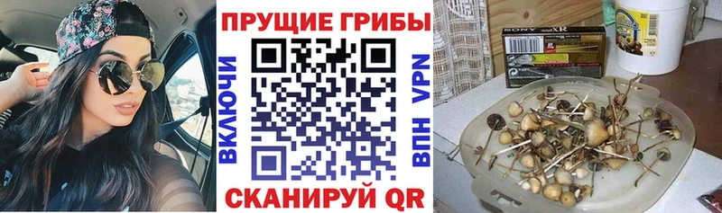 Галлюциногенные грибы прущие грибы Железногорск-Илимский